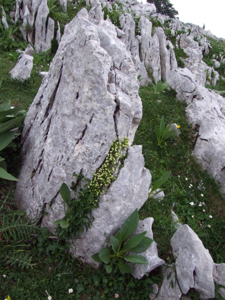 Fioriture in quota